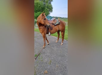 American Quarter Horse, Wałach, 9 lat, 142 cm, Kasztanowata