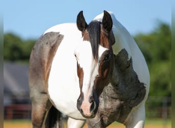 American Quarter Horse, Wałach, 9 lat, 142 cm, Srokata
