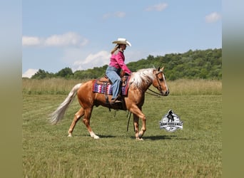 American Quarter Horse, Wałach, 9 lat, 142 cm