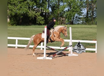 American Quarter Horse, Wałach, 9 lat, 142 cm
