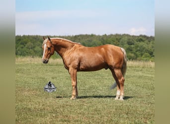 American Quarter Horse, Wałach, 9 lat, 142 cm