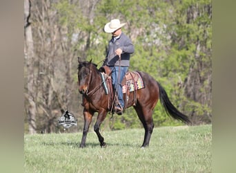 American Quarter Horse, Wałach, 9 lat, 143 cm, Gniadodereszowata