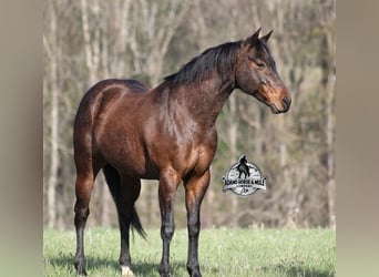 American Quarter Horse, Wałach, 9 lat, 143 cm, Gniadodereszowata