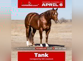 American Quarter Horse, Wałach, 9 lat, 145 cm, Cisawa