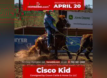 American Quarter Horse, Wałach, 9 lat, 147 cm, Cisawa