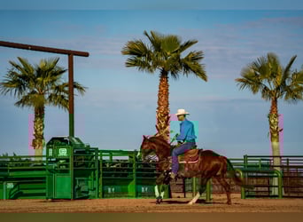 American Quarter Horse, Wałach, 9 lat, 147 cm, Cisawa