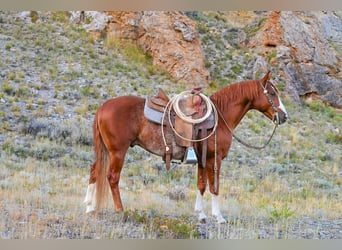 American Quarter Horse, Wałach, 9 lat, 147 cm, Cisawa