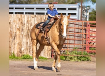 American Quarter Horse, Wałach, 9 lat, 147 cm, Izabelowata