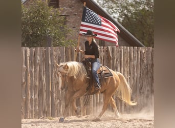 American Quarter Horse, Wałach, 9 lat, 147 cm, Izabelowata