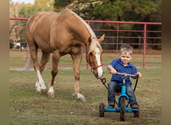 American Quarter Horse, Wałach, 9 lat, 147 cm, Izabelowata