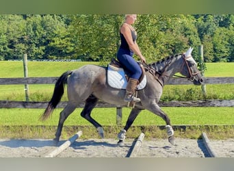 American Quarter Horse, Wałach, 9 lat, 147 cm, Karodereszowata