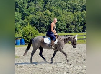 American Quarter Horse, Wałach, 9 lat, 147 cm, Karodereszowata