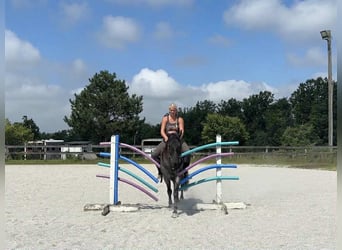American Quarter Horse, Wałach, 9 lat, 147 cm, Karodereszowata