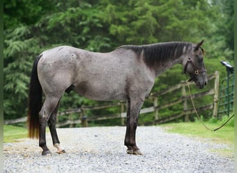 American Quarter Horse, Wałach, 9 lat, 147 cm, Karodereszowata