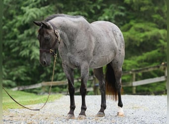 American Quarter Horse, Wałach, 9 lat, 147 cm, Karodereszowata