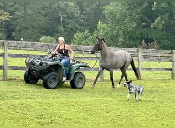 American Quarter Horse, Wałach, 9 lat, 147 cm, Karodereszowata
