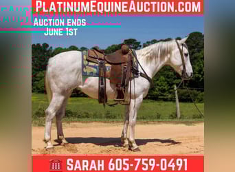 American Quarter Horse, Wałach, 9 lat, 147 cm, Siwa