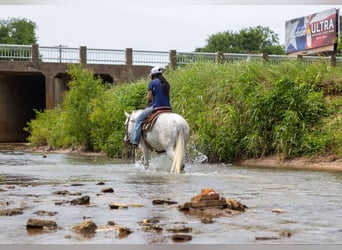 American Quarter Horse, Wałach, 9 lat, 147 cm, Siwa