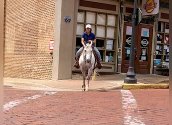 American Quarter Horse, Wałach, 9 lat, 147 cm, Siwa