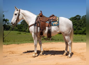 American Quarter Horse, Wałach, 9 lat, 147 cm, Siwa