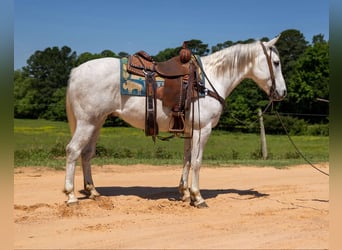 American Quarter Horse, Wałach, 9 lat, 147 cm, Siwa