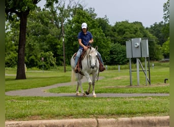American Quarter Horse, Wałach, 9 lat, 147 cm, Siwa