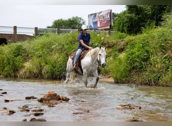 American Quarter Horse, Wałach, 9 lat, 147 cm, Siwa