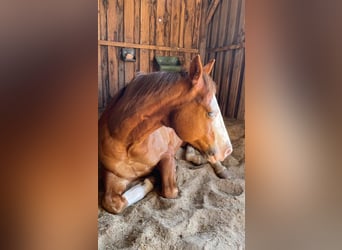 American Quarter Horse, Wałach, 9 lat, 149 cm, Kasztanowata