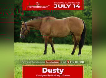 American Quarter Horse, Wałach, 9 lat, 150 cm, Bułana