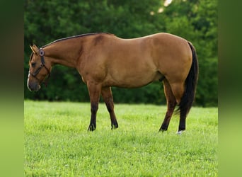 American Quarter Horse, Wałach, 9 lat, 150 cm, Bułana