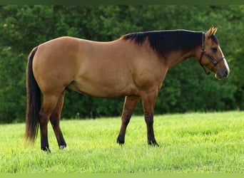American Quarter Horse, Wałach, 9 lat, 150 cm, Bułana