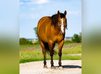 American Quarter Horse, Wałach, 9 lat, 150 cm, Bułana