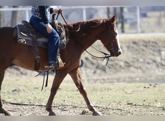 American Quarter Horse, Wałach, 9 lat, 150 cm, Ciemnokasztanowata