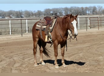 American Quarter Horse, Wałach, 9 lat, 150 cm, Ciemnokasztanowata