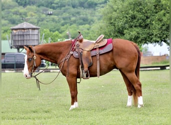 American Quarter Horse, Wałach, 9 lat, 150 cm, Cisawa