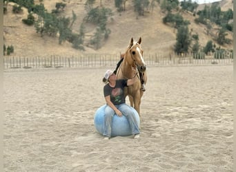American Quarter Horse, Wałach, 9 lat, 150 cm, Izabelowata