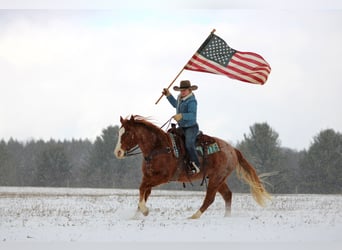 American Quarter Horse, Wałach, 9 lat, 150 cm, Kasztanowatodereszowata