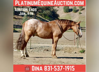 American Quarter Horse, Wałach, 9 lat, 150 cm, Kasztanowatodereszowata