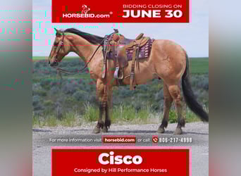American Quarter Horse, Wałach, 9 lat, 152 cm, Bułana