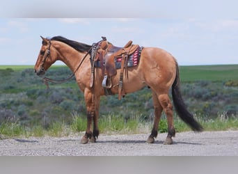 American Quarter Horse, Wałach, 9 lat, 152 cm, Bułana