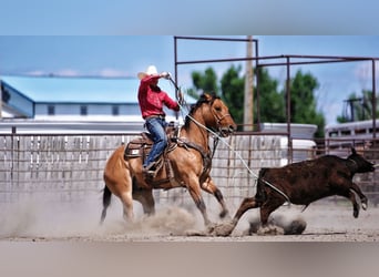 American Quarter Horse, Wałach, 9 lat, 152 cm, Bułana