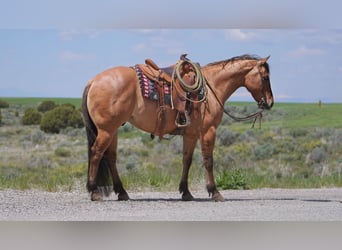 American Quarter Horse, Wałach, 9 lat, 152 cm, Bułana