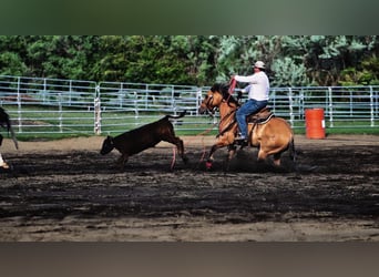 American Quarter Horse, Wałach, 9 lat, 152 cm, Bułana