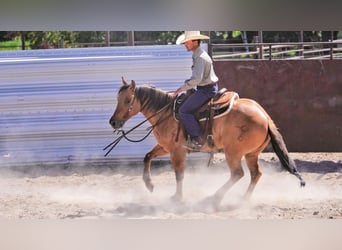 American Quarter Horse, Wałach, 9 lat, 152 cm, Bułana