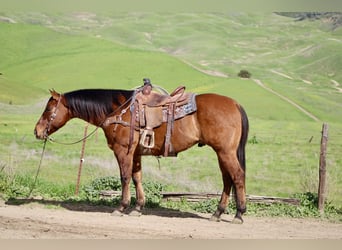 American Quarter Horse, Wałach, 9 lat, 152 cm, Bułana