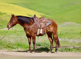 American Quarter Horse, Wałach, 9 lat, 152 cm, Bułana