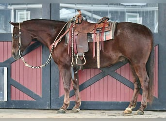 American Quarter Horse, Wałach, 9 lat, 152 cm, Ciemnokasztanowata