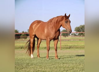 American Quarter Horse, Wałach, 9 lat, 152 cm, Cisawa