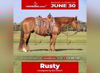 American Quarter Horse, Wałach, 9 lat, 152 cm, Cisawa