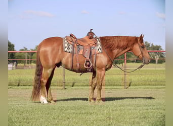 American Quarter Horse, Wałach, 9 lat, 152 cm, Cisawa